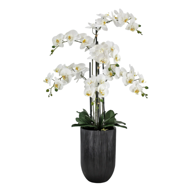 Orchid 110cm black pot